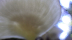 Pseudofavolus cucullatus