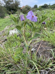 Lycianthes moziniana