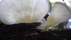 Pseudofavolus cucullatus