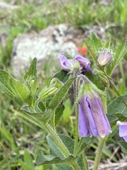 Lycianthes moziniana
