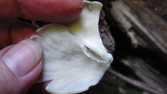 Pseudofavolus cucullatus