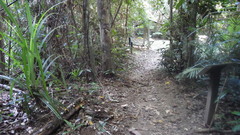 Pseudofavolus cucullatus