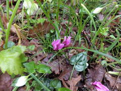 Cyclamen repandum