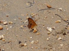 Phalanta eurytis eurytis