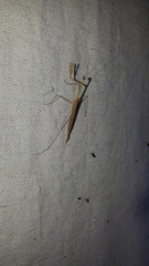 Bistanta mexicana