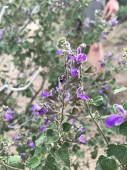 Salvia pinguifolia