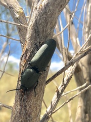 Chalcolepidius lenzi