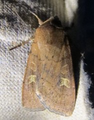Xestia xanthographa