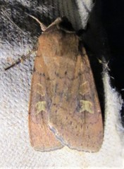 Xestia xanthographa
