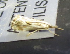 Catoptria oregonicus