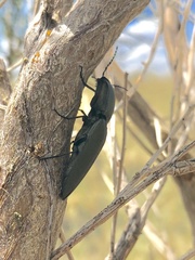 Chalcolepidius lenzi