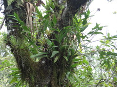 Elleanthus capitatus