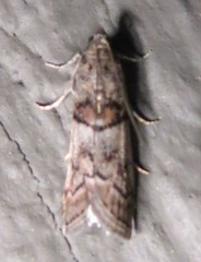 Promylea lunigerella