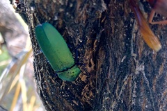 Chalcolepidius smaragdinus