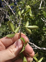 Jasminum didymum racemosum