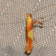 Caloptilia packardella