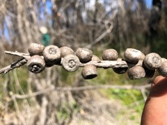 Melaleuca williamsii