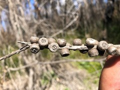 Melaleuca williamsii