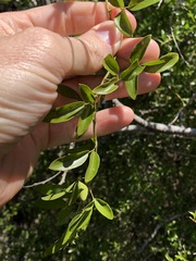 Jasminum didymum racemosum