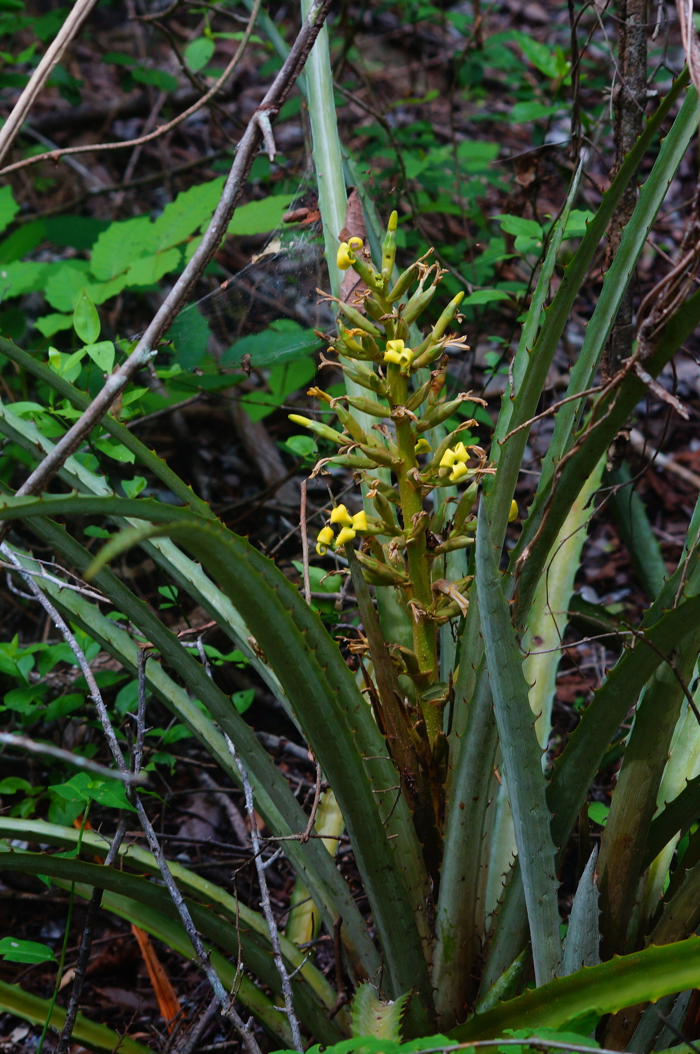 Bromelia