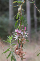 Pleurophora saccocarpa