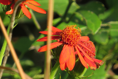 Pseudogynoxys benthamii