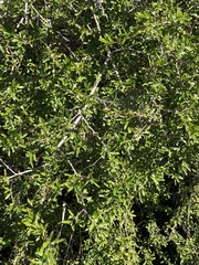 Pittosporum viscidum