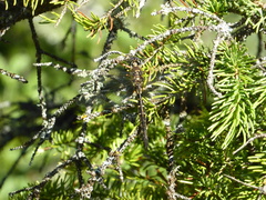 Somatochlora walshii