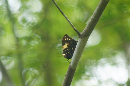 Hypna clytemnestra mexicana