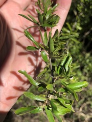 Pittosporum viscidum