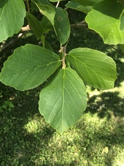 Hamamelis vernalis