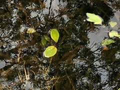 Potamogeton tricarinatus