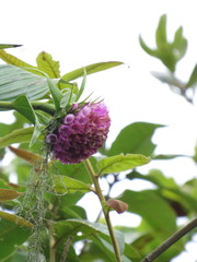 Elleanthus capitatus