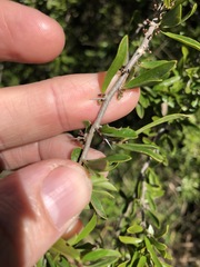 Pittosporum viscidum