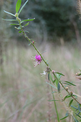 Pleurophora saccocarpa