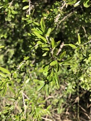 Pittosporum viscidum