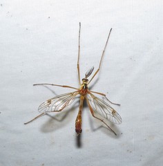 Ctenophora