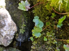 Micranthes nelsoniana