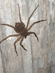 Selenops mexicanus