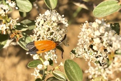 Neoalbertia constans