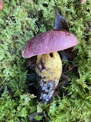 Butyriboletus roseopurpureus