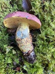 Butyriboletus roseopurpureus