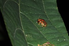 Aspidimorpha furcata