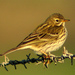 Meadow Pipit - Photo (c) Pedro Henriques, some rights reserved (CC BY-NC-ND)