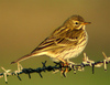 Meadow Pipit - Photo (c) Pedro Henriques, some rights reserved (CC BY-NC-ND)