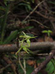 Epidendrum mixtum
