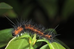 Spilarctia subcarnea