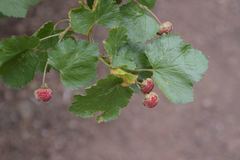Rubus deliciosus