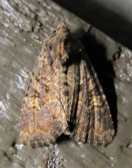 Amphipyrinae