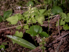 Platanthera obtusata